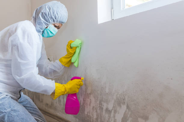 Mold Odor Removal Services in Garnet, CA